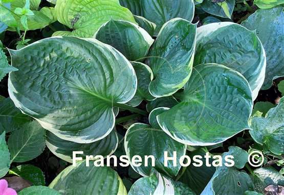 Hosta Bailey's Cream