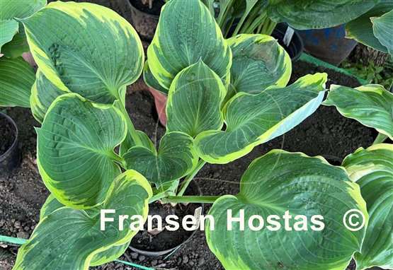 Hosta Bailey's Cream
