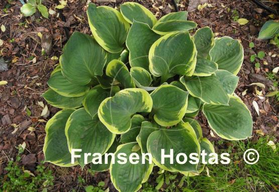 Hosta Bailey's Cream
