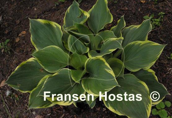 Hosta Bailey's Cream