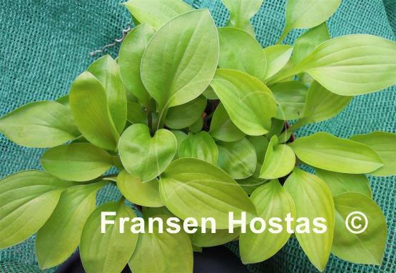 Hosta Bali Hai
