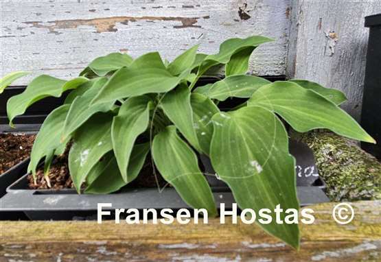 Hosta Ballerina 