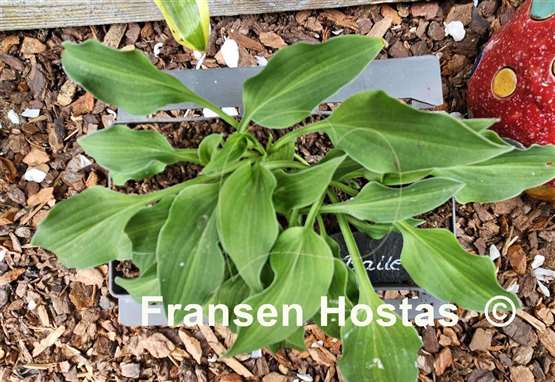 Hosta Ballerina 