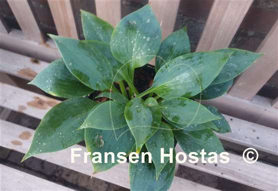 Hosta Baltimore Blues