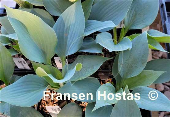 Hosta Baltimore Blues