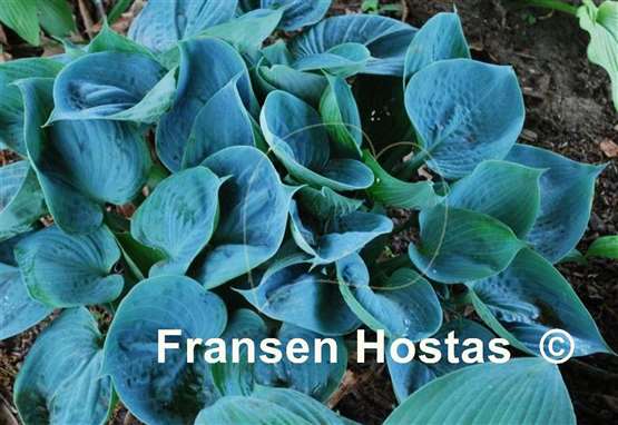 Hosta Baltimore Blues