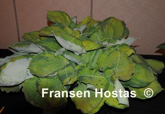 Hosta Bamse
