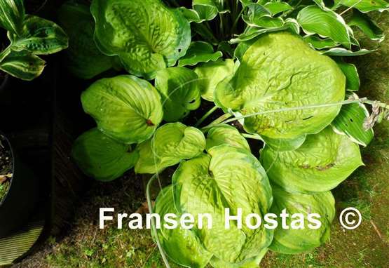 Hosta Bamse