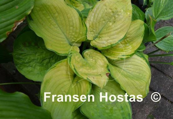 Hosta Bamse