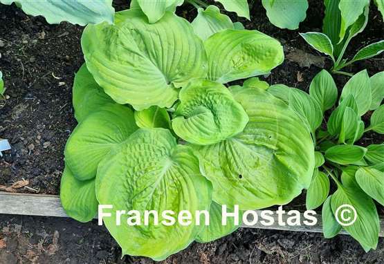 Hosta Bamse
