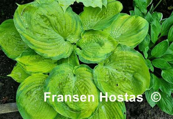 Hosta Bamse