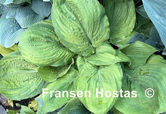 Hosta Bamse