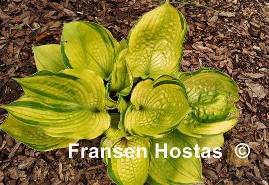 Hosta Bamse