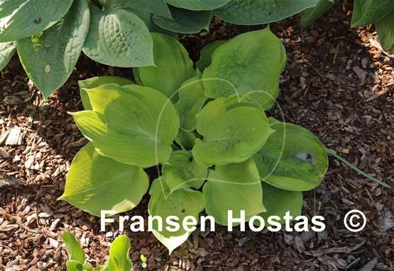 Hosta Bamse