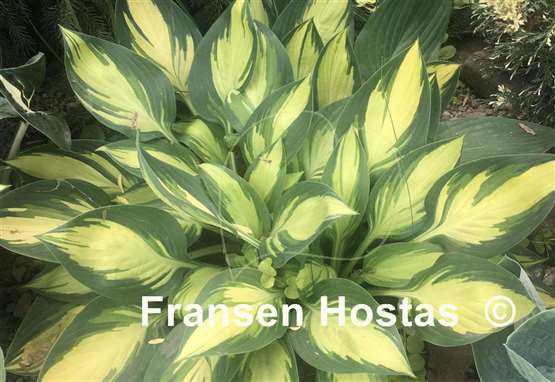 Hosta Banana Boat