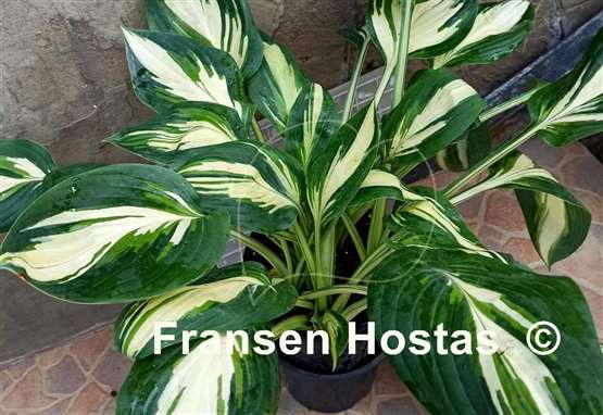 Hosta Banana Boat 