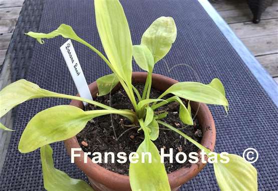 Hosta Banana Boost