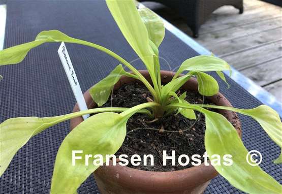 Hosta Banana Boost