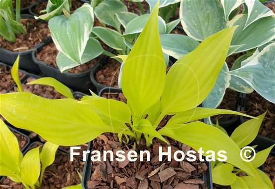 Hosta Banana Boost