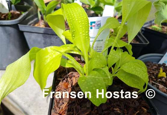 Hosta Banana Boost