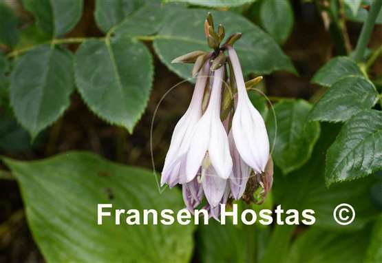 Hosta Banana Kid