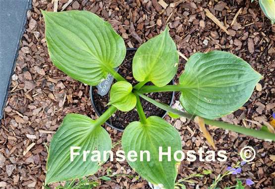 Hosta Banana Kid