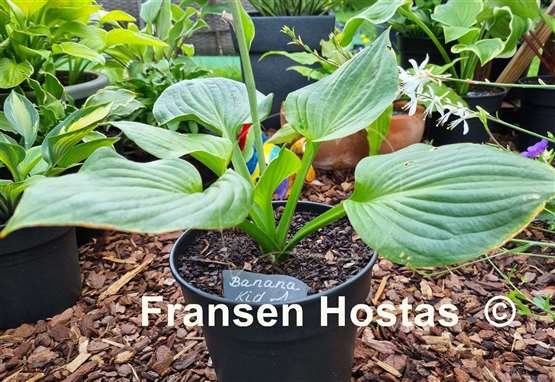 Hosta Banana Kid