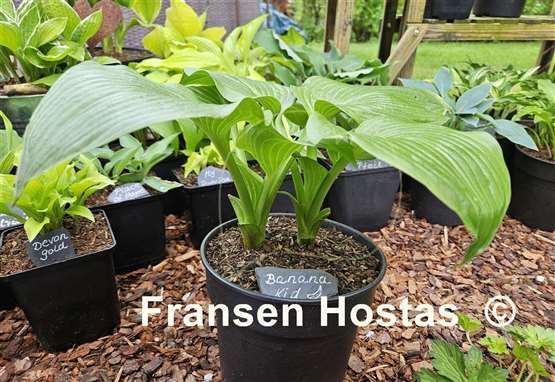 Hosta Banana Kid