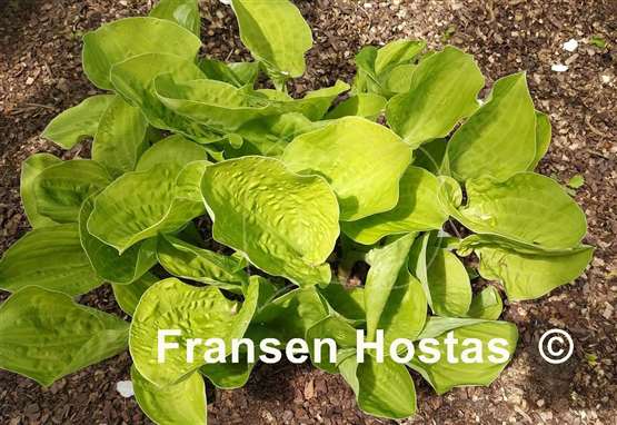 Hosta Banana Muffins