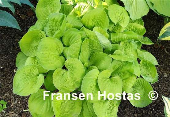 Hosta Banana Muffins
