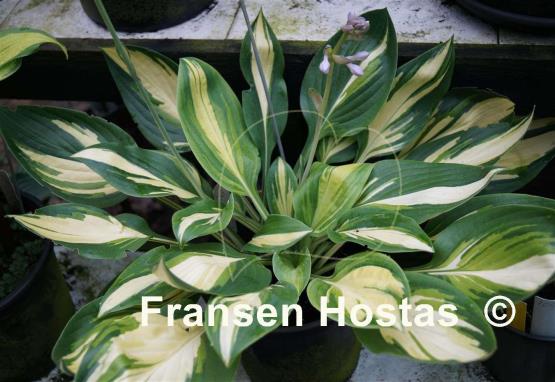 Hosta Banana Boat
