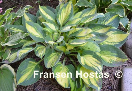 Hosta Banana Boat