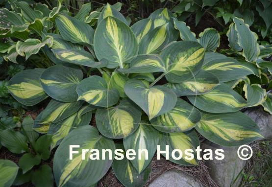 Hosta Banana Boat