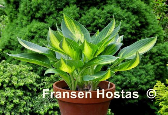 Hosta Banana Boat