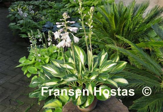 Hosta Banana Boat