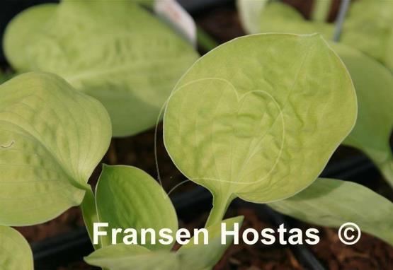 Hosta Banana Muffins