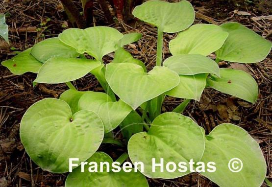 Hosta Banana Muffins