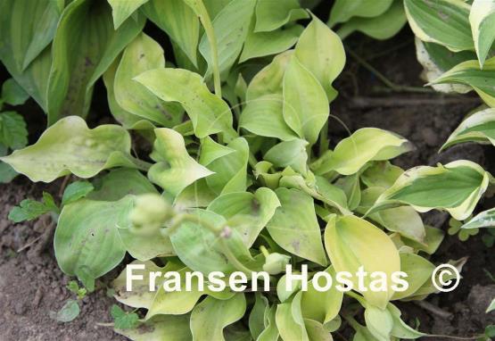 Hosta Banana Puddin'