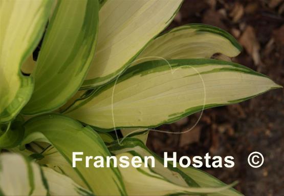 Hosta Banana Sundae