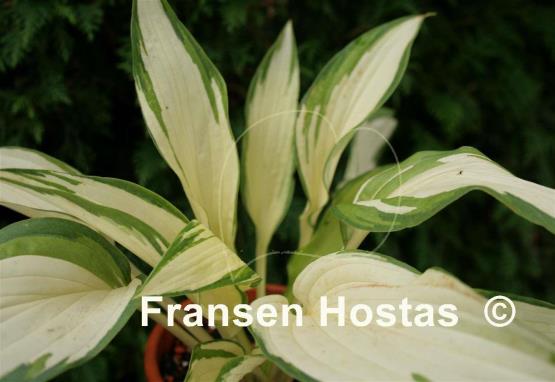 Hosta Banana Sundae