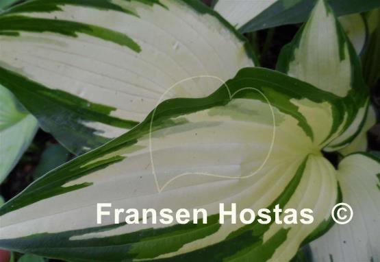 Hosta Banana Sundae