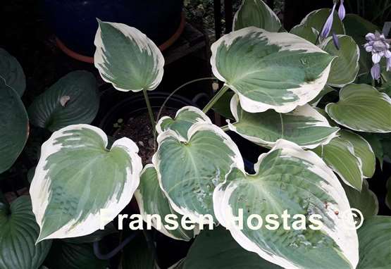 Hosta Band of Gold