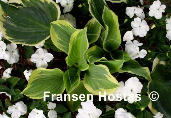 Hosta Band of Gold