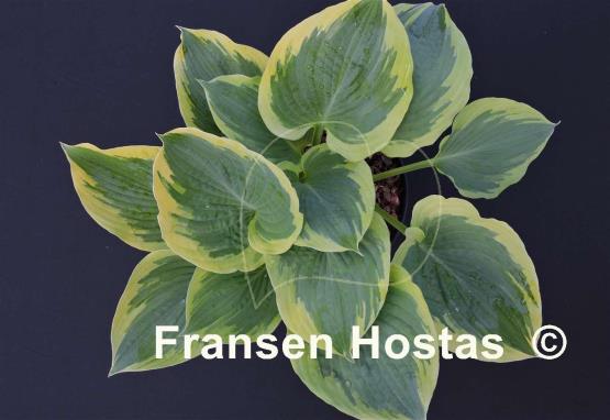 Hosta Band of Gold