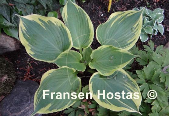 Hosta Band of Gold