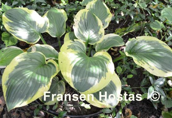 Hosta Band of Gold