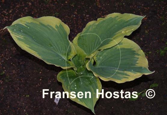 Hosta Band of Gold