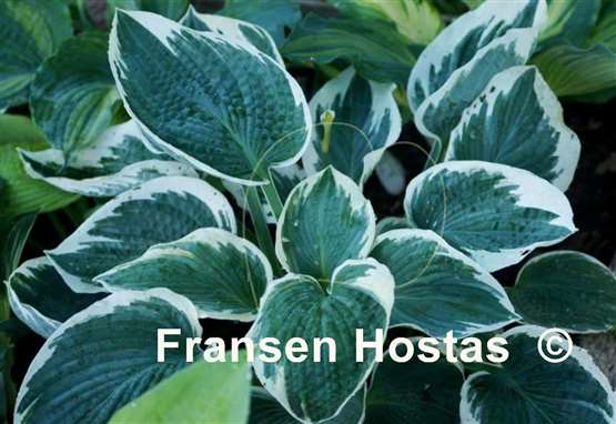 Hosta Barbara Ann