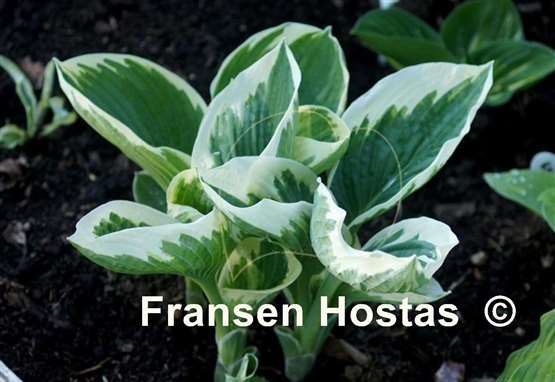 Hosta Barbara Ann