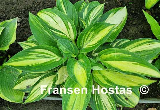 Hosta Barbara Elizabeth Hoover